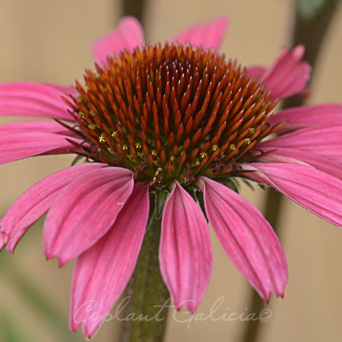 ECHINACEA